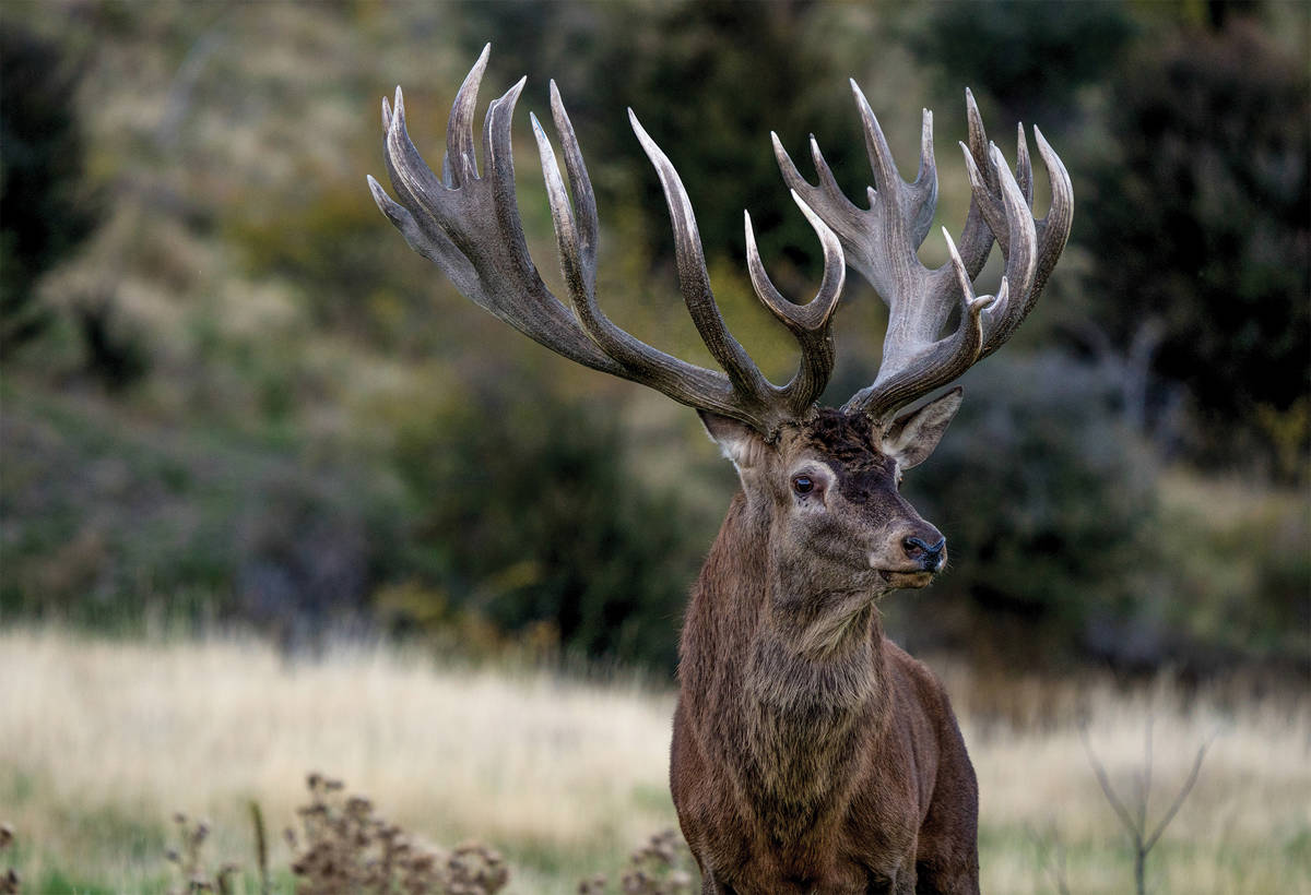 RED STAG 4 DAY PACKAGE | 400 - 450 SCI / Otago, New Zealand