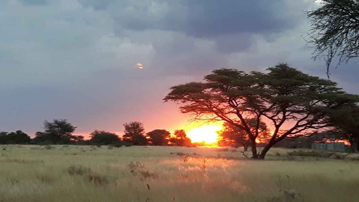 5 Non-Trophy Warthog Package / Namibia - BookYourHunt.com